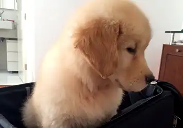 Weekend Pet Expirience - Hotel Itapemar - Ilhabela